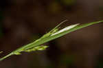 Manhart's sedge